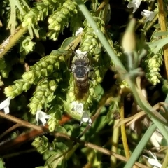 Anthophila