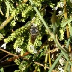 Anthophila