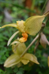 Stanhopea graveolens