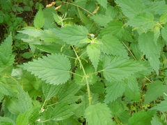 Urtica dioica dioica