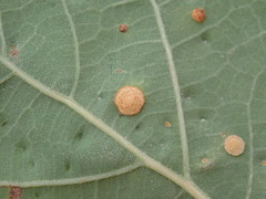 Neuroterus quercusbaccarum