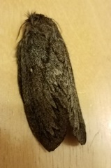 Gloveria arizonensis