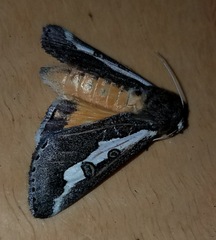 Euscirrhopterus gloveri