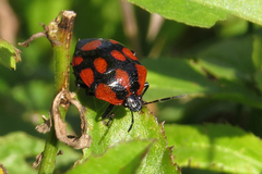 Stiretrus decastigmus