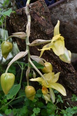 Stanhopea graveolens
