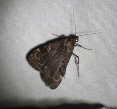 Hydrillodes funestalis