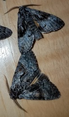 Semixanthia franclemonti