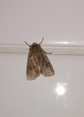 Xestia xanthographa