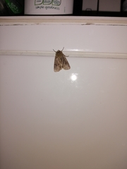 Xestia xanthographa