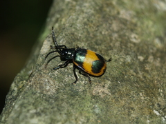 Monocesta ducalis