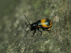 Monocesta ducalis