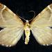 Stamnodes marmorata - Photo (c) Jim Vargo at Moth Photographers Group, μερικά δικαιώματα διατηρούνται (CC BY-NC-SA)