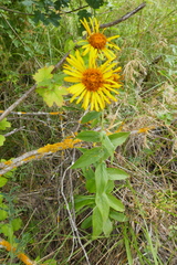Pentanema spiraeifolium
