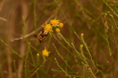 Copestylum apiciferum