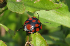 Stiretrus decastigmus