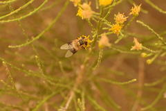 Copestylum apiciferum