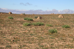 Conicosia pugioniformis