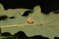 Cynips disticha
