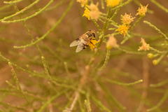 Copestylum apiciferum