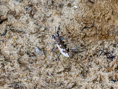 Ellipsoptera wapleri