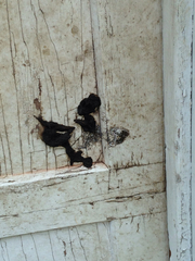 Didelphis virginiana