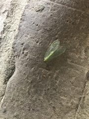 Leucochrysa insularis