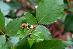 Rubus pringlei