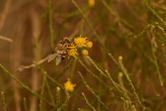 Copestylum apiciferum