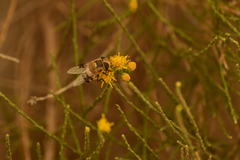 Copestylum apiciferum