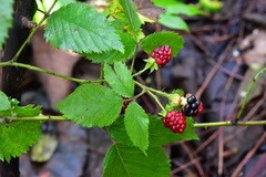 Rubus pringlei