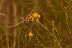 Copestylum apiciferum