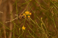 Copestylum apiciferum