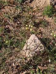 Heliophila variabilis