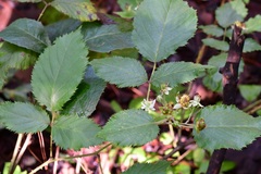 Rubus pringlei