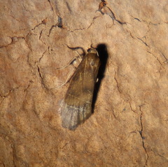 Lambula obliquilinea