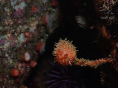 Boltenia villosa