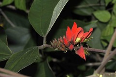 Erythrina breviflora