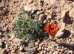 Gazania leiopoda