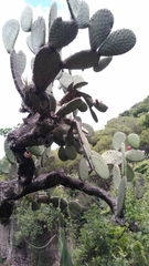Opuntia streptacantha