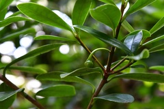 Ternstroemia lineata