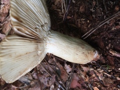 Russula granulata