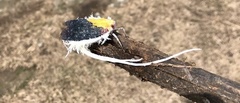 Cerogenes auricoma