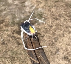 Cerogenes auricoma