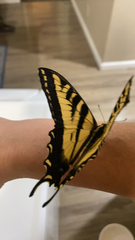 Papilio rutulus