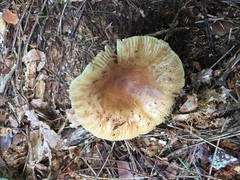 Russula granulata