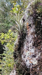Tillandsia parryi