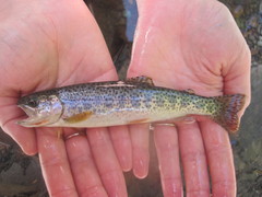 Oncorhynchus clarkii