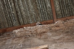 Tyto alba poensis