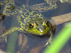 Mink Frog photo 2