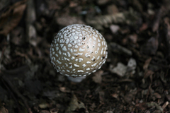 Amanita